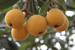 <b>冬日塘栖枇杷很“忙”！</b>